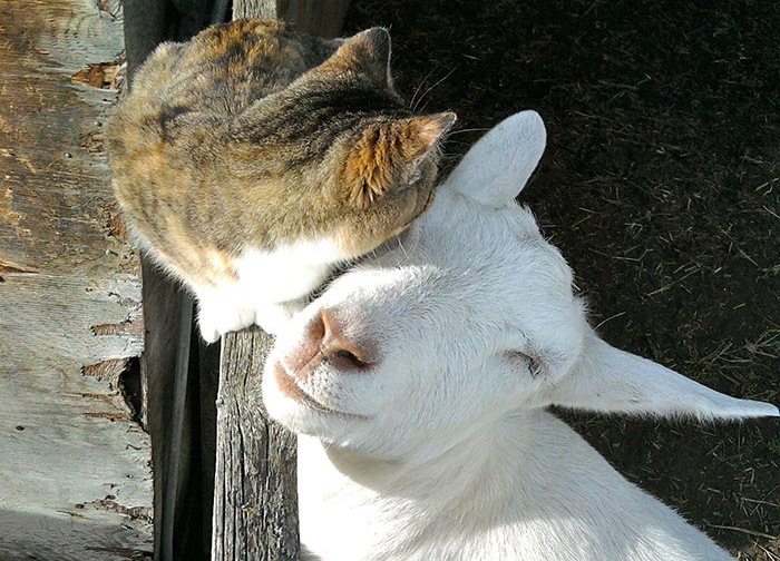 30 фотопримеров трогательной дружбы между животными