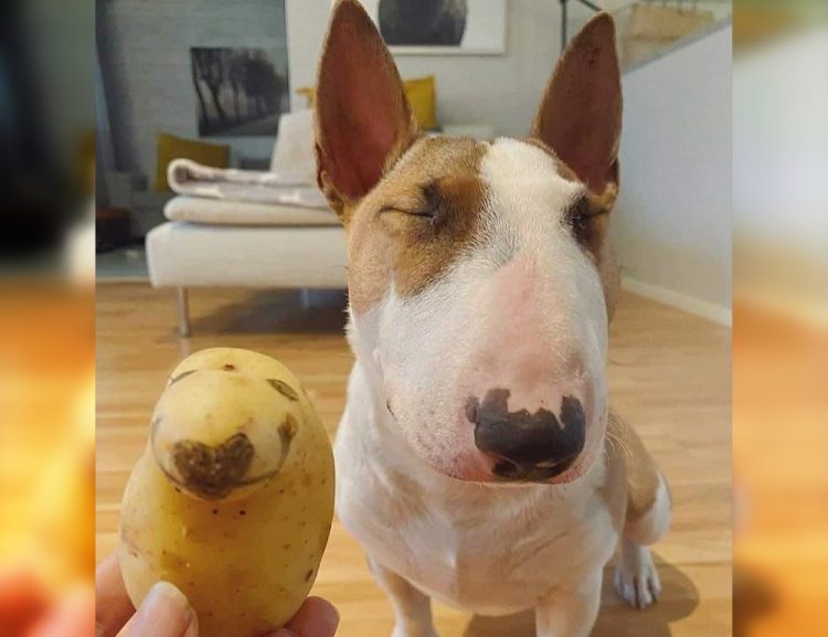 Smile with the Furry Stars: Side-Splitting Funny Dog Pics