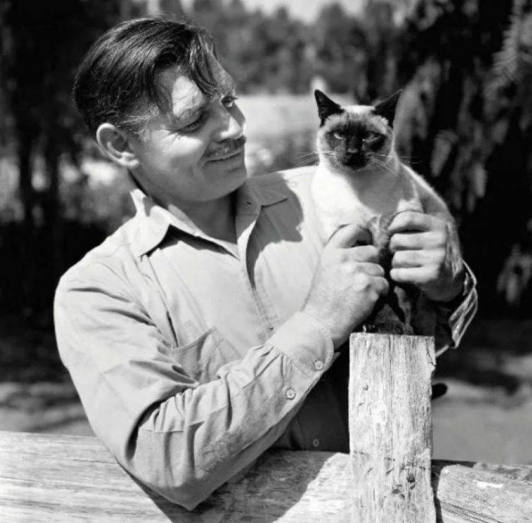 Clark Gable zvozdy Gollivuda i ikh koshki