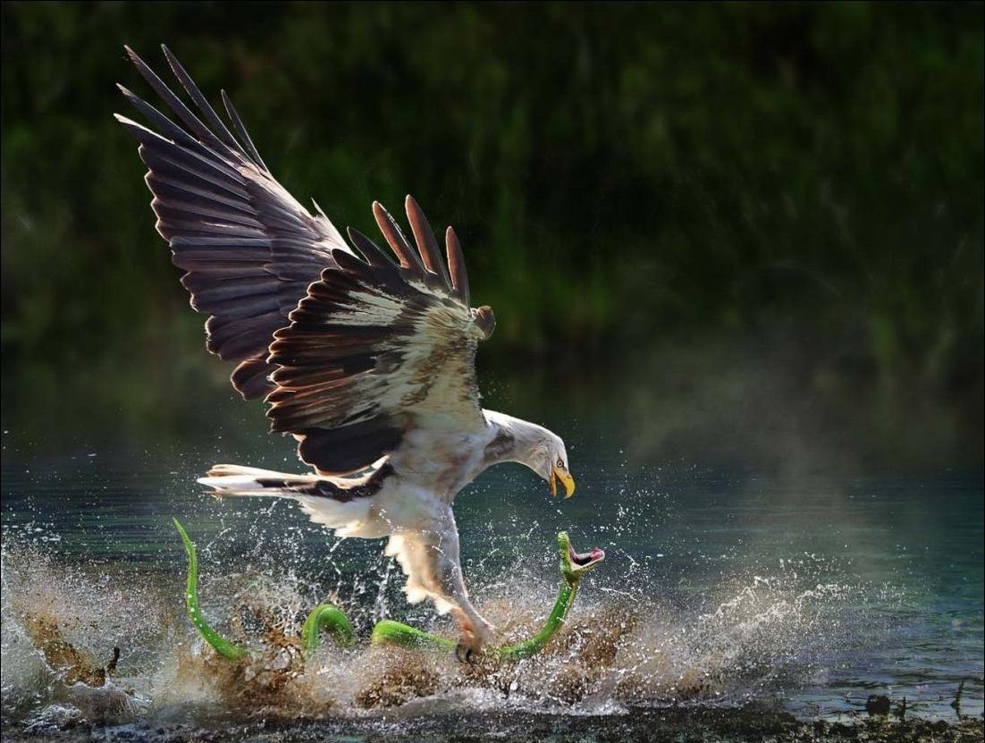 In the Blink of an Eye: Stunning Moments in the Animal World