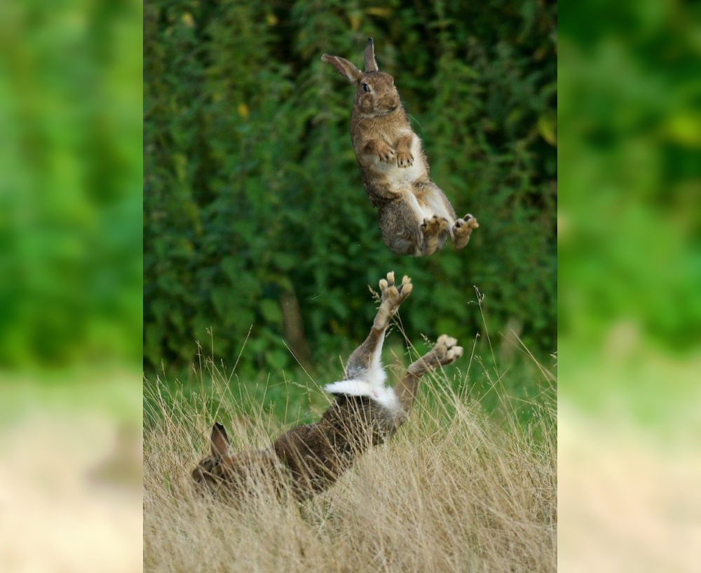 In the Blink of an Eye: Stunning Moments in the Animal World