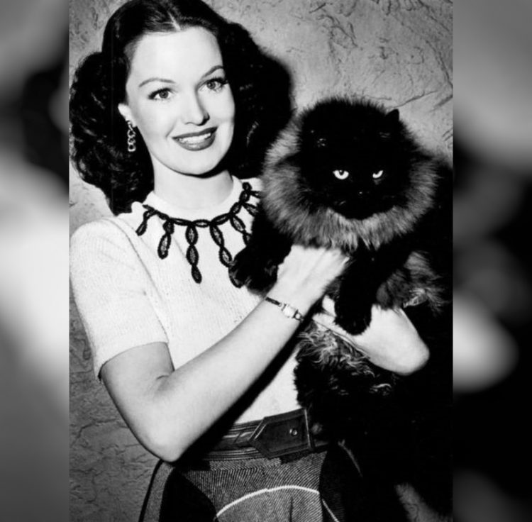 Dorothy Hart zvozdy Gollivuda i ikh koshki