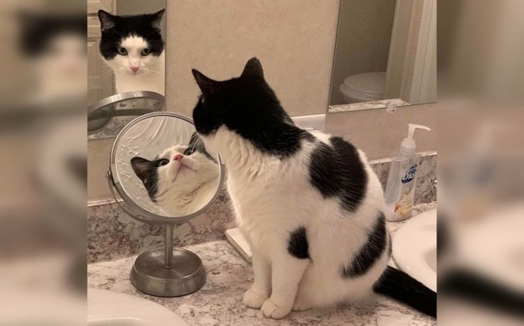 animal mirror