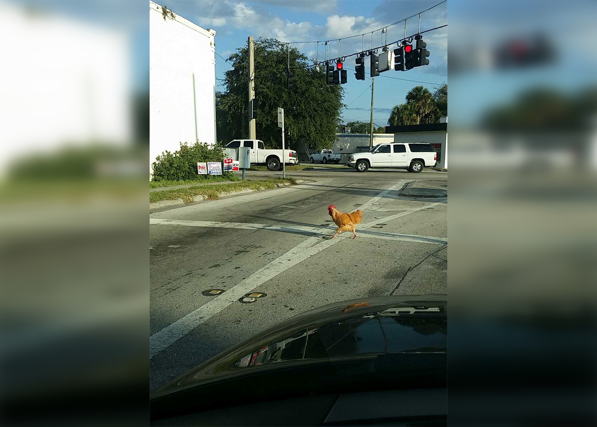 Roadside Bloopers: Funny and Unusual Road Encounters