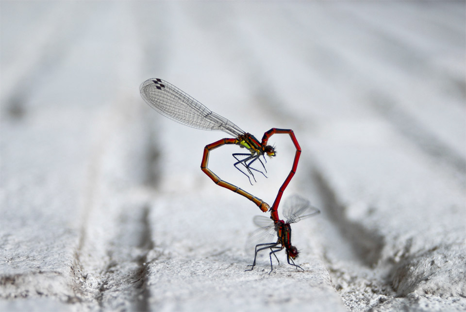 In the Blink of an Eye: Stunning Moments in the Animal World