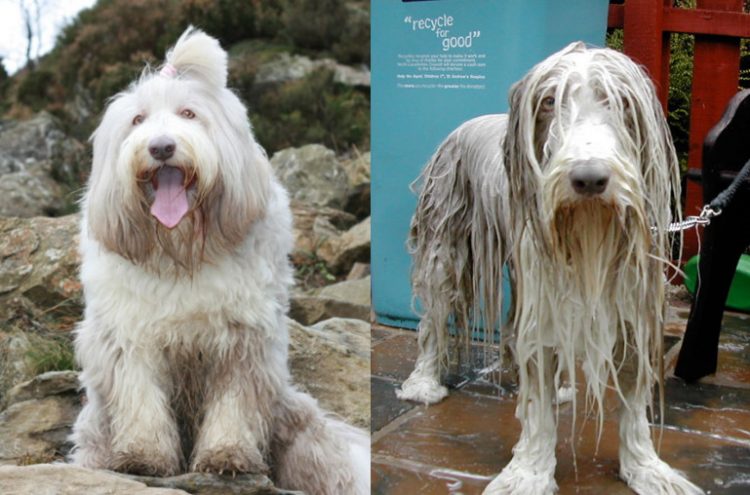 Мокрые и смешные: 25+ невероятно забавных фото собак до и после купания