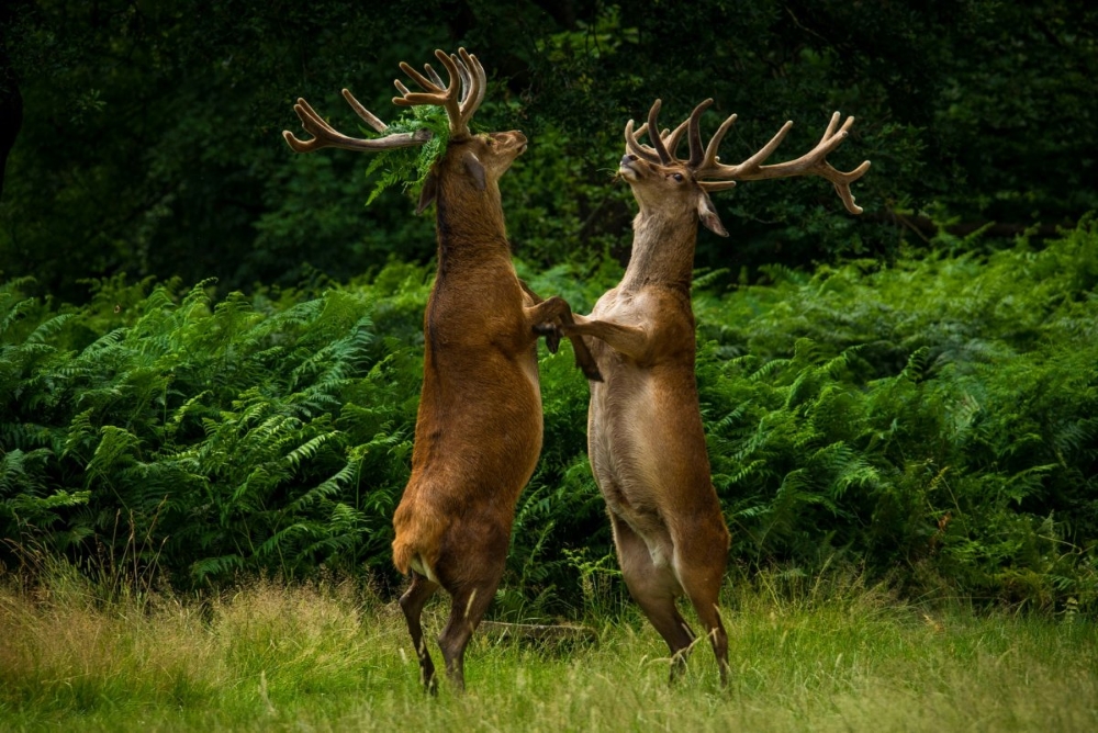 In the Blink of an Eye: Stunning Moments in the Animal World