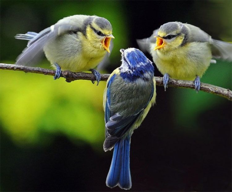 Incredibly Funny Photos of Birds