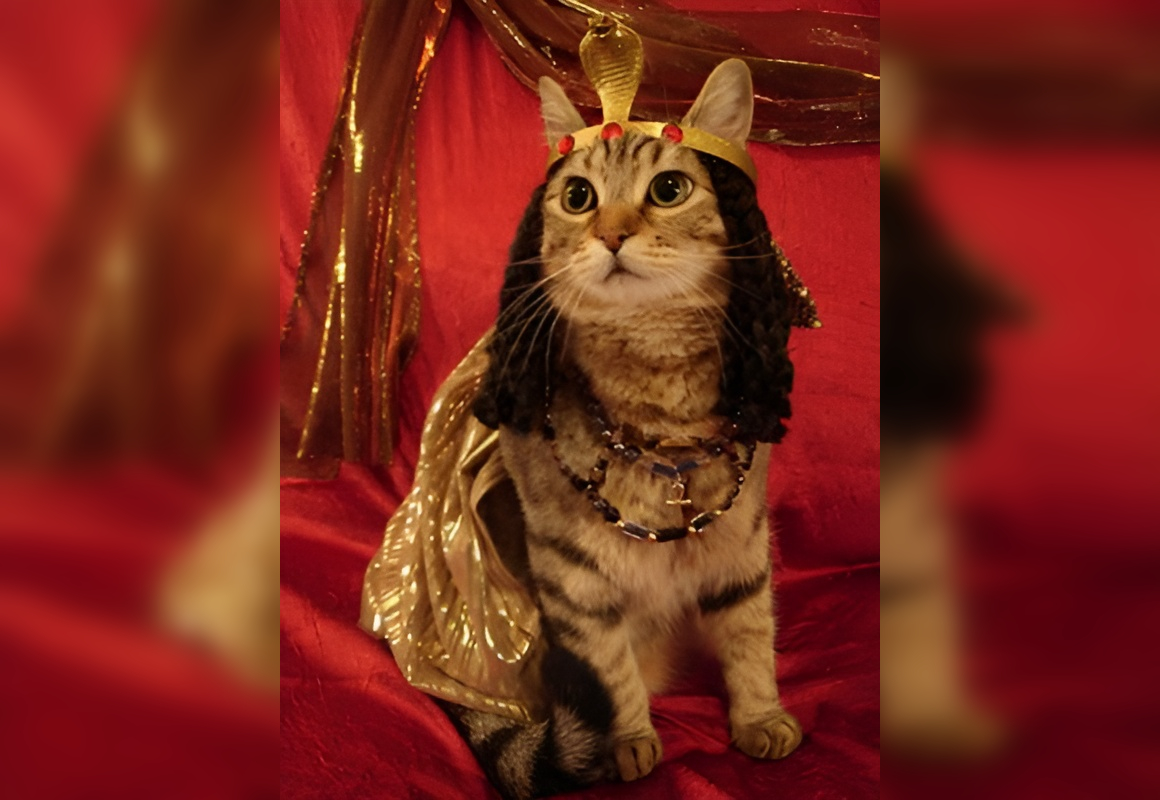 Cats in Character: Whiskered Wonders in Costume Capers