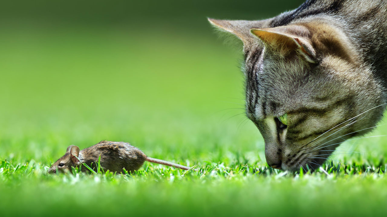 In the Blink of an Eye: Stunning Moments in the Animal World