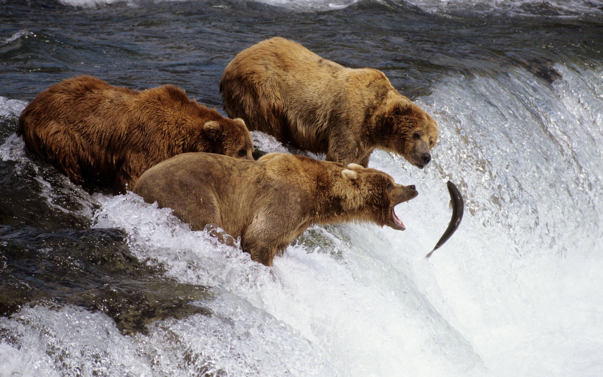 In the Blink of an Eye: Stunning Moments in the Animal World