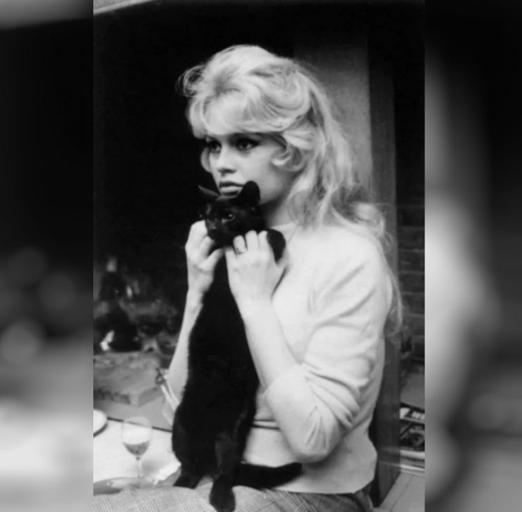 Brigitte Bardot zvozdy Gollivuda i ikh koshki