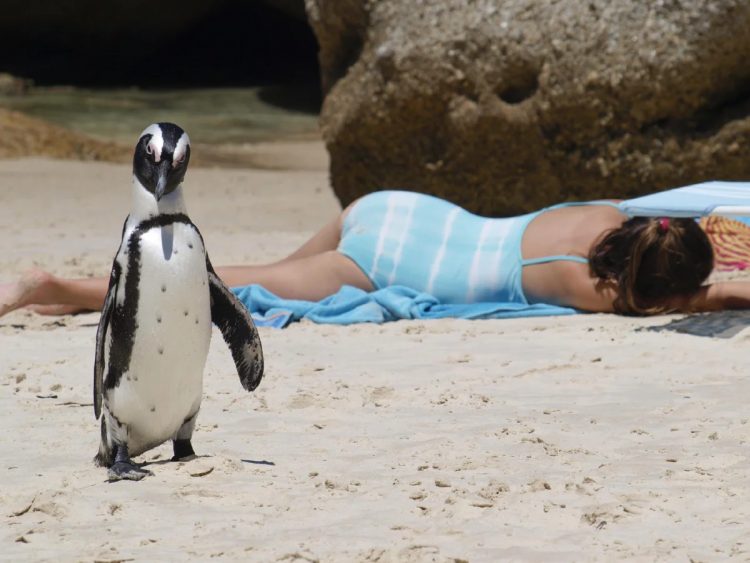 Beachside Chuckles: Candid and Amusing Moments by the Water