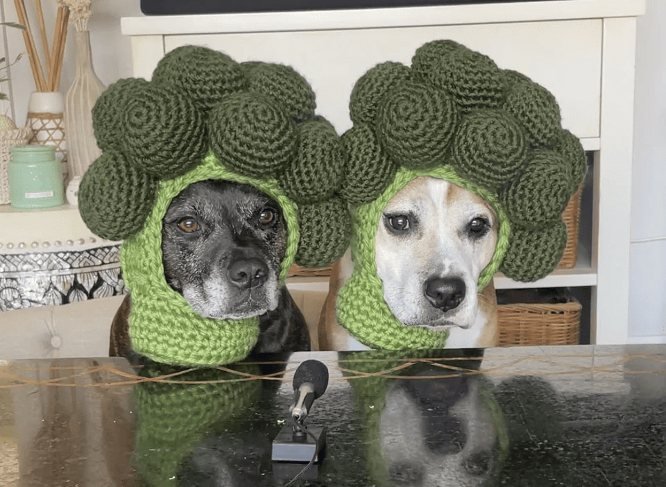 Canine Comedy: Dogs Rocking Hilarious Costumes