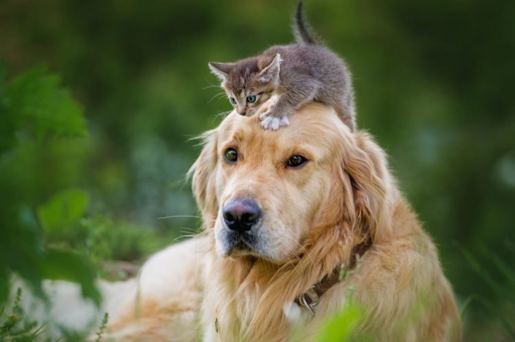 40 кошек и собак, которые, кажется, втрескались друг в друга по уши