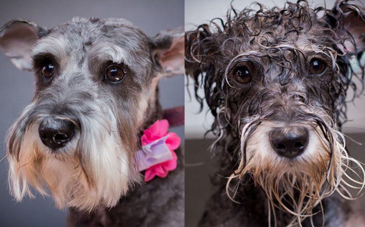 Мокрые и смешные: 25+ невероятно забавных фото собак до и после купания