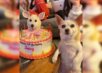 Smile with the Furry Stars: Side-Splitting Funny Dog Pics