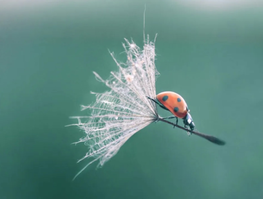 In the Blink of an Eye: Stunning Moments in the Animal World