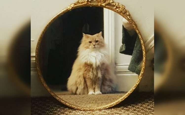 animal mirror