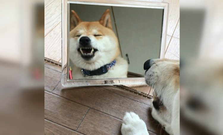 animal mirror