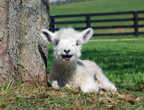 smiling animals