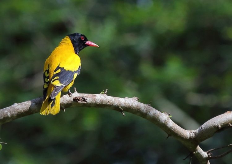 Самые красивые птицы на Земле: 30 фото