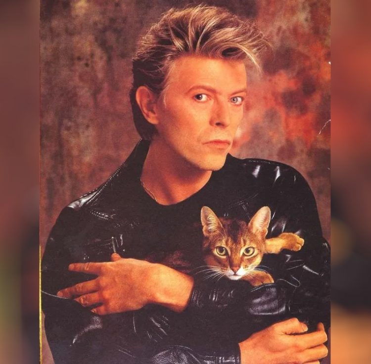 David Bowie zvozdy Gollivuda i ikh koshki