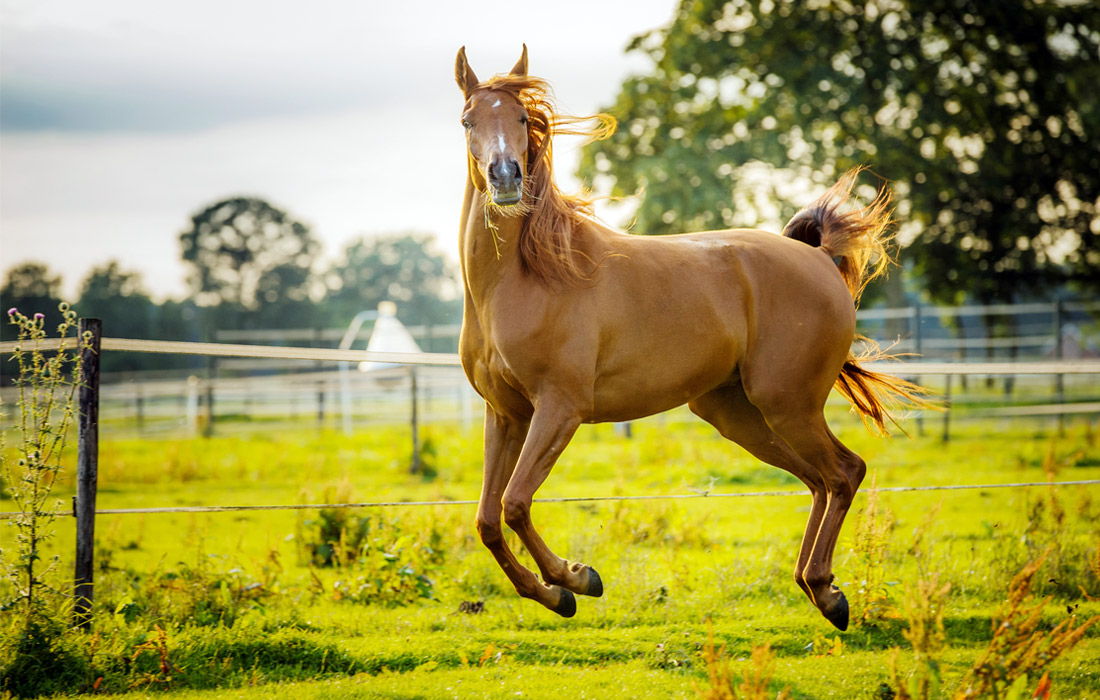 In the Blink of an Eye: Stunning Moments in the Animal World