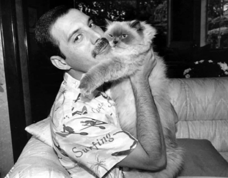 Freddie Mercury zvozdy Gollivuda i ikh koshki