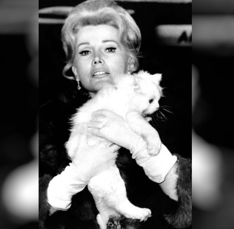 Zsa Zsa Gabor zvozdy Gollivuda i ikh koshki