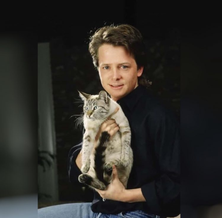 Michael J. Fox zvozdy Gollivuda i ikh koshki