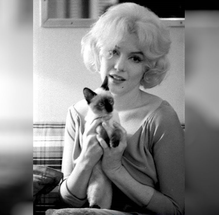 Marilyn Monroe zvozdy Gollivuda i ikh koshki