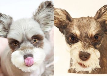 Мокрые и смешные: 25+ невероятно забавных фото собак до и после купания