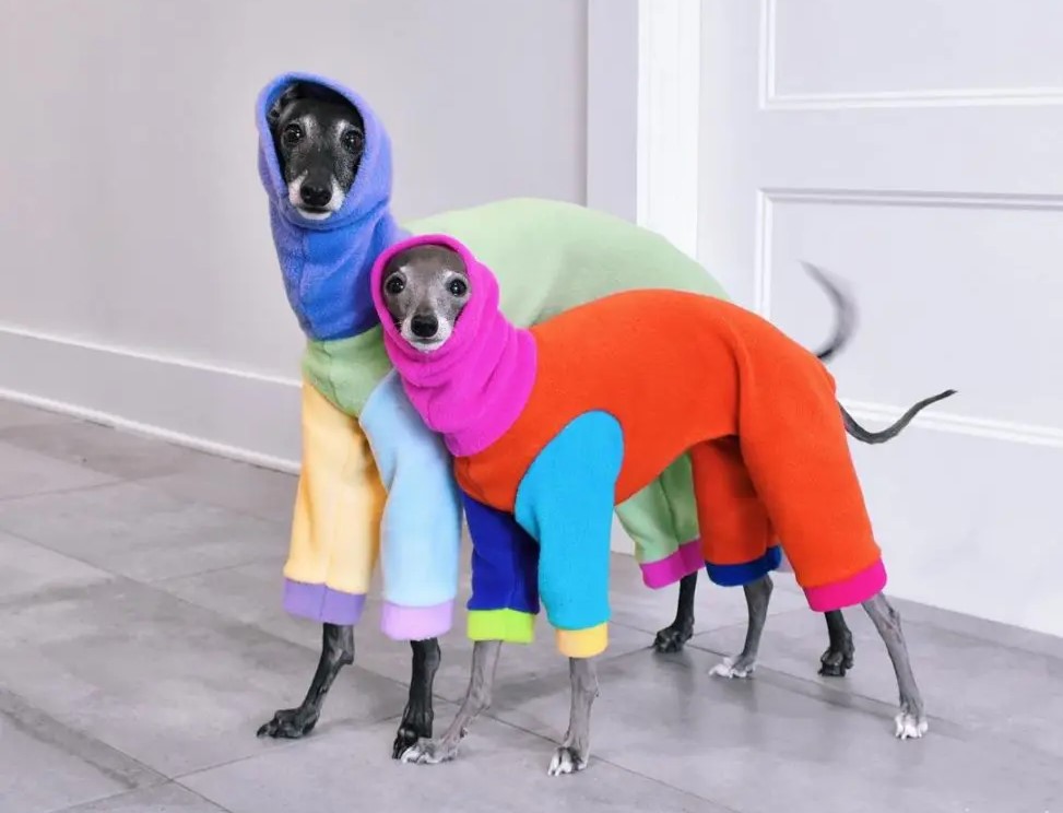 Canine Comedy: Dogs Rocking Hilarious Costumes