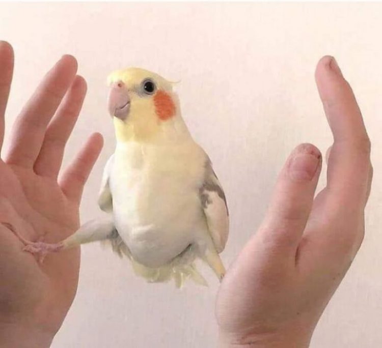 Incredibly Funny Photos of Birds