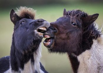 In the Blink of an Eye: Stunning Moments in the Animal World