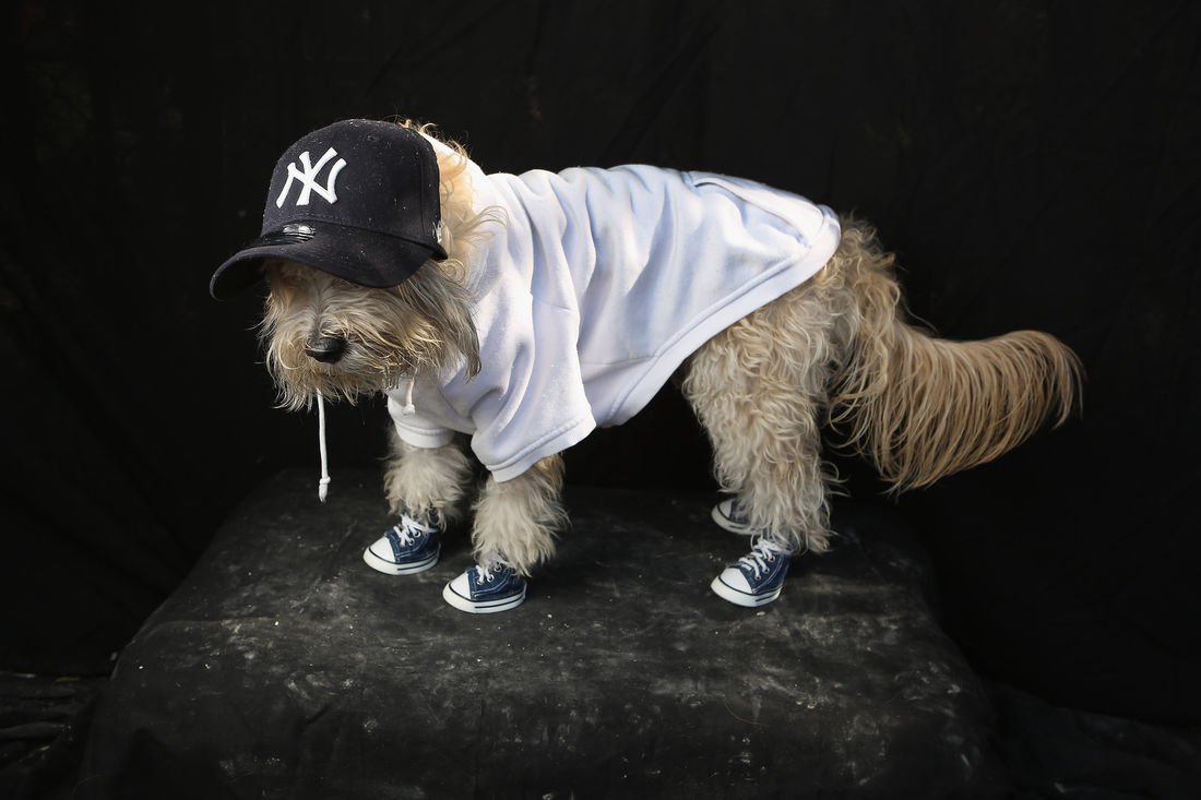 Canine Comedy: Dogs Rocking Hilarious Costumes