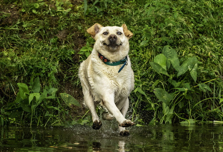 40 самых ярких фото из нынешнего конкурса Comedy Pet Photo Awards