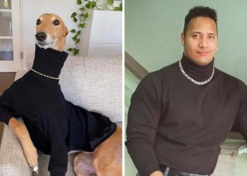 Не найти отличий: звезды, у которых есть двойники среди животных