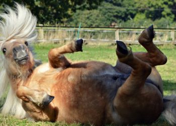 Funny and Fur-tastic: The Most Amusing Animals You’ll Ever See