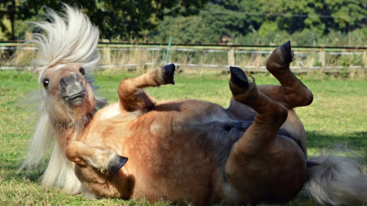 Funny and Fur-tastic: The Most Amusing Animals You'll Ever See