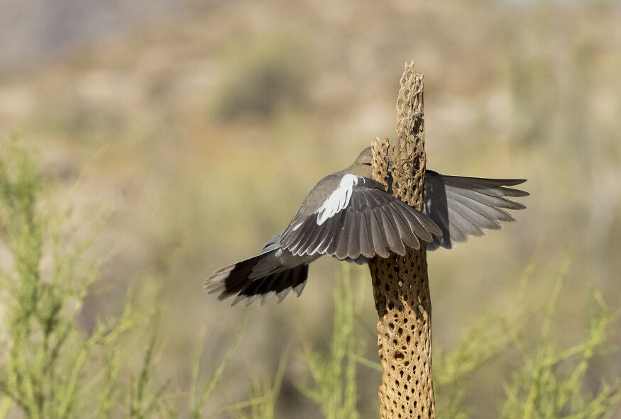 In the Blink of an Eye: Stunning Moments in the Animal World