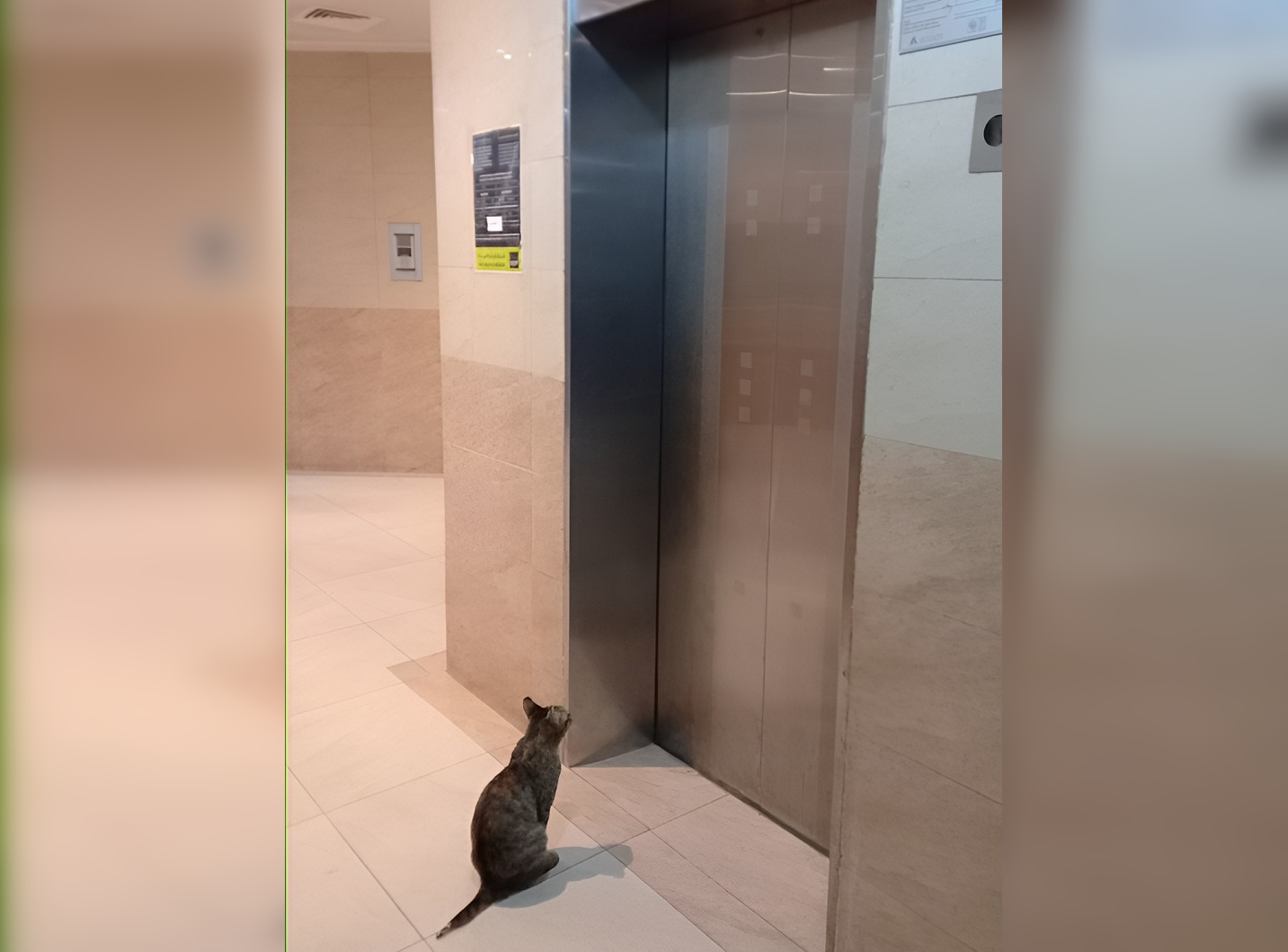 Between Floors and Giggles: Unusual Elevator Moments