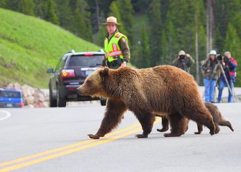 Roadside Bloopers: Funny and Unusual Road Encounters
