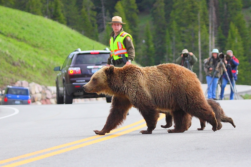 Roadside Bloopers: Funny and Unusual Road Encounters