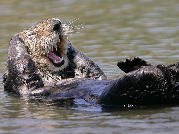 smiling animals