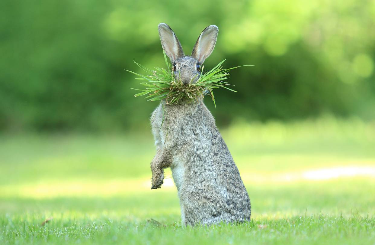 In the Blink of an Eye: Stunning Moments in the Animal World