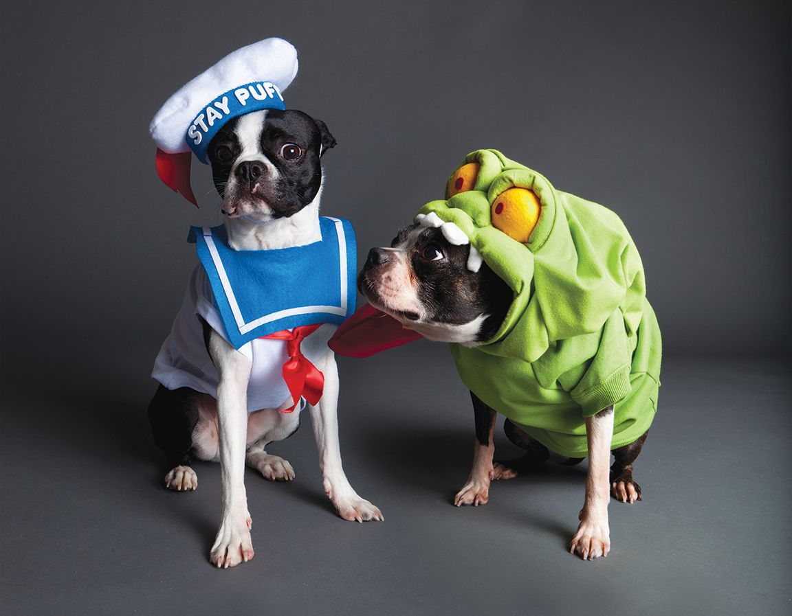 Canine Comedy: Dogs Rocking Hilarious Costumes