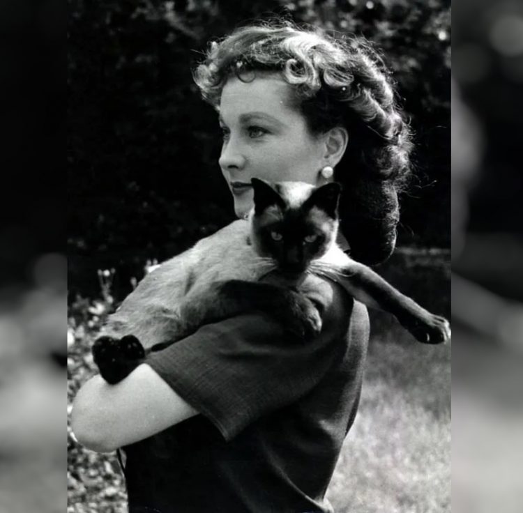 Vivien Leigh zvozdy Gollivuda i ikh koshki