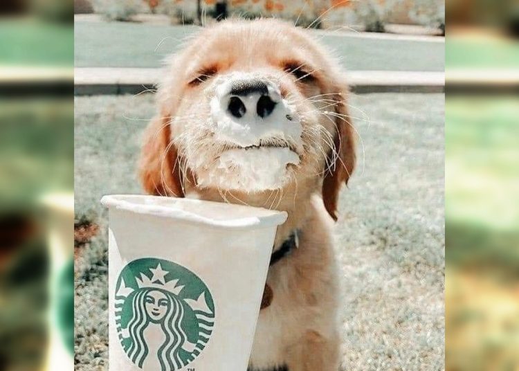 Smile with the Furry Stars: Side-Splitting Funny Dog Pics